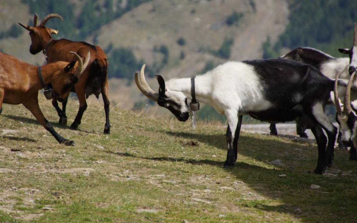 Photo of Others in Saas-Fee