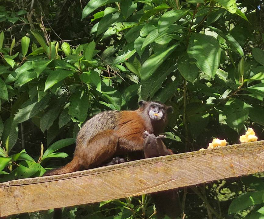 Photo of Others in Mocoa