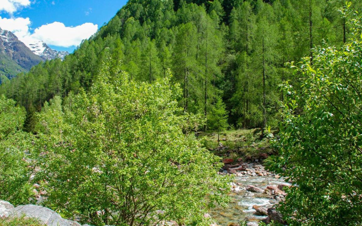 Photo of Others in Sonogno