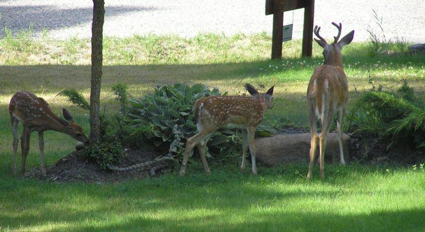 Photo of Others in East Kootenay