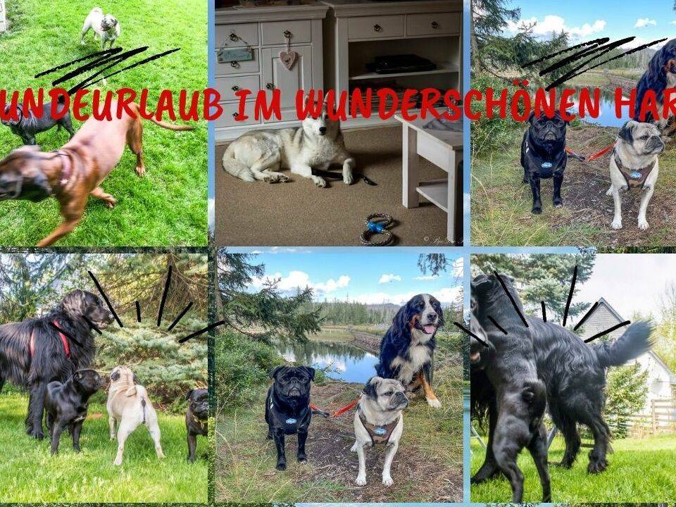 Photo of Others in Bad Harzburg