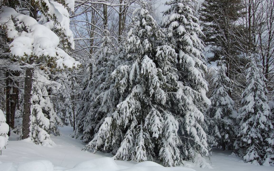 Photo of Others in Pittsfield