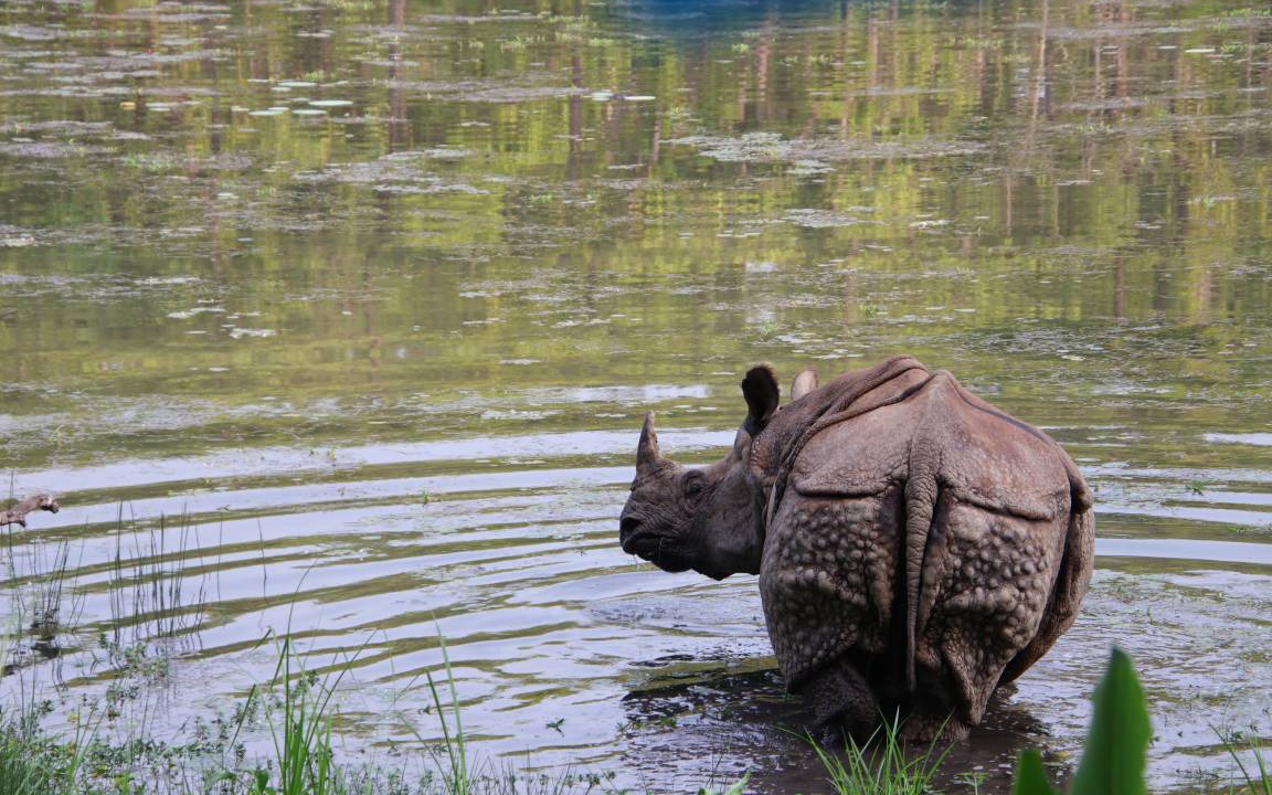 Photo of Others in Sauraha