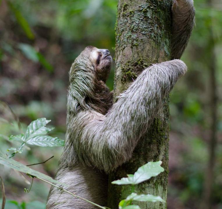 Photo of Human In Picture in Dominical