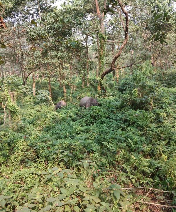 Photo of Others in Meghauli
