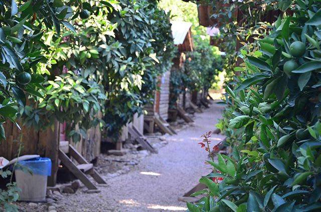 Photo of Others in Olympos