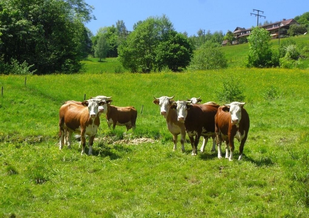 Photo of Others in Aftersteg