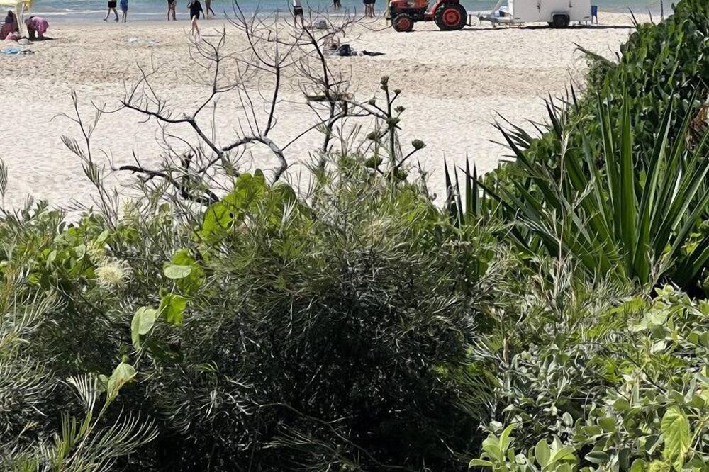Photo of Others in Cabarita Beach