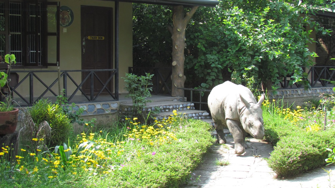 Photo of Outdoor in Sauraha