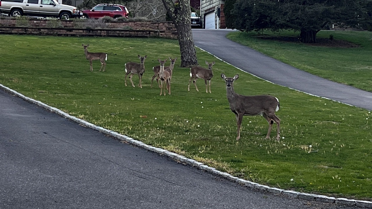 Photo of Outdoor in Hampton Bays