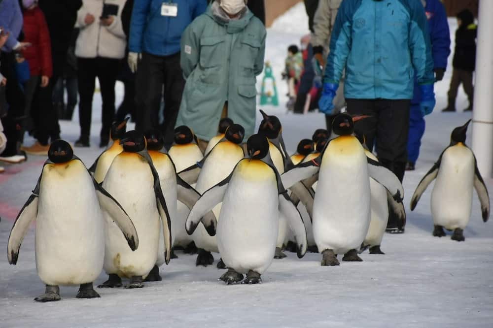 Photo of Others in Asahikawa
