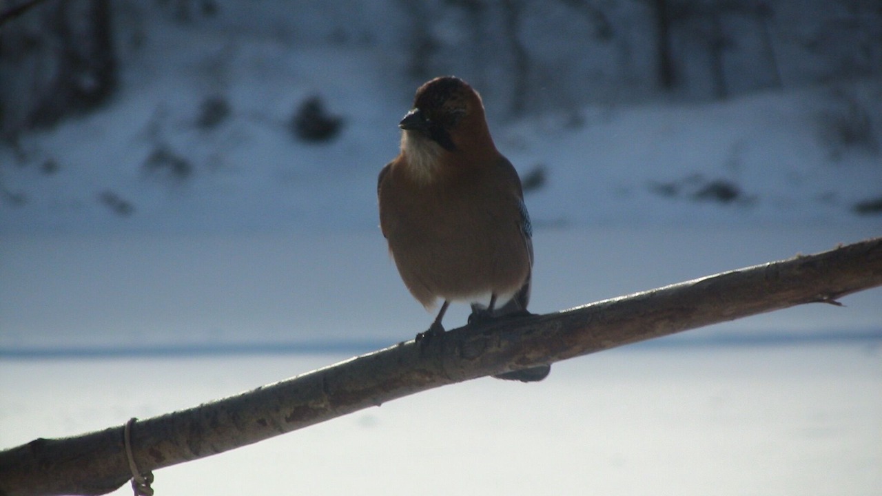 Photo of Others in Kamifurano