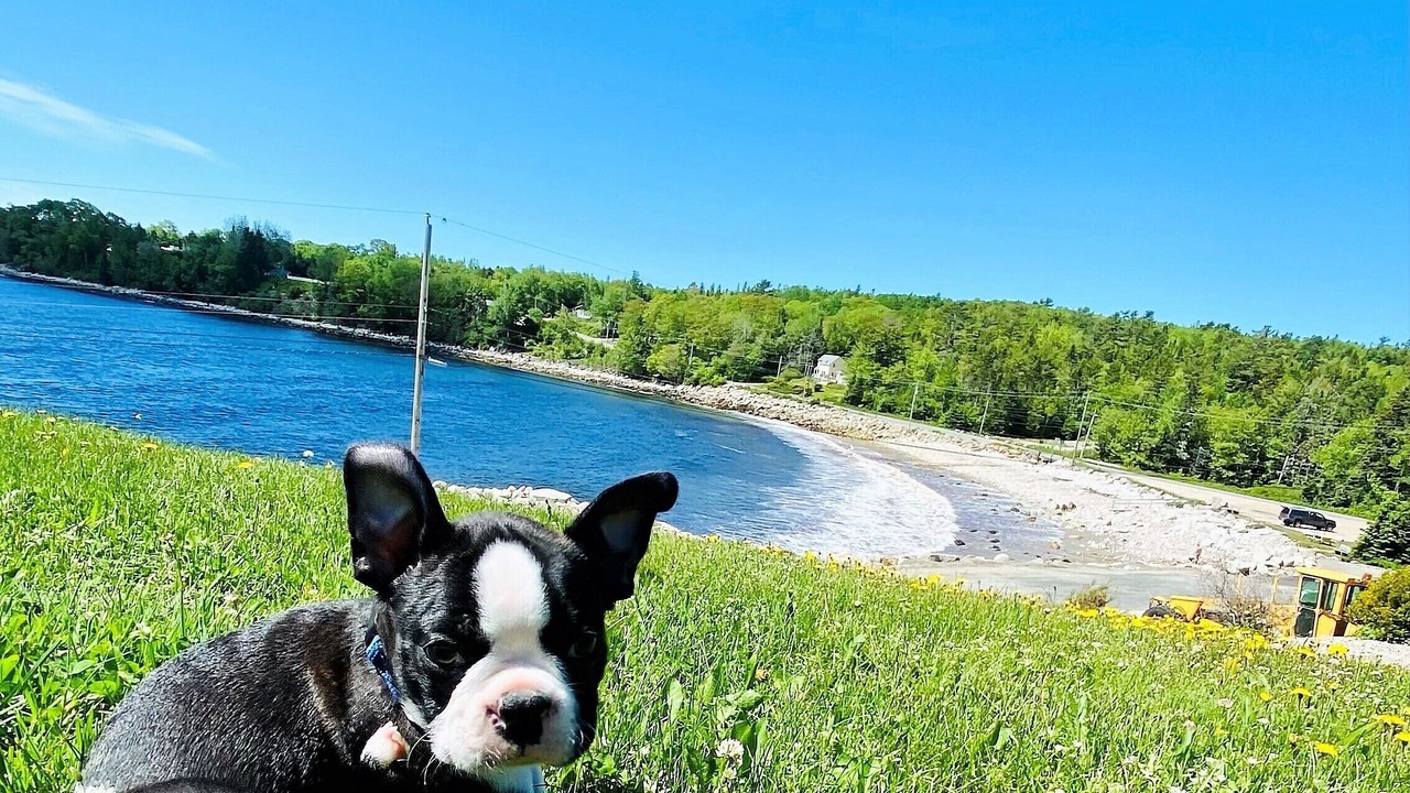 Photo of Others in Mill Cove