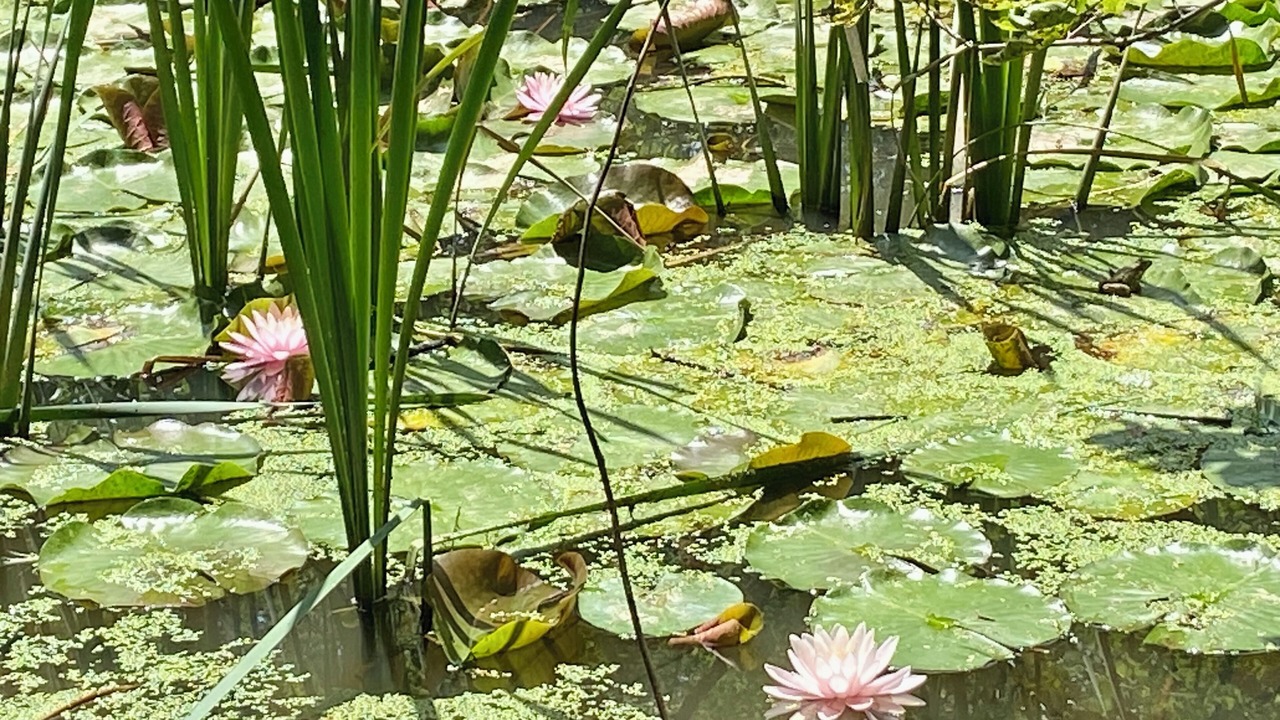 Photo of Outdoor in West Milton