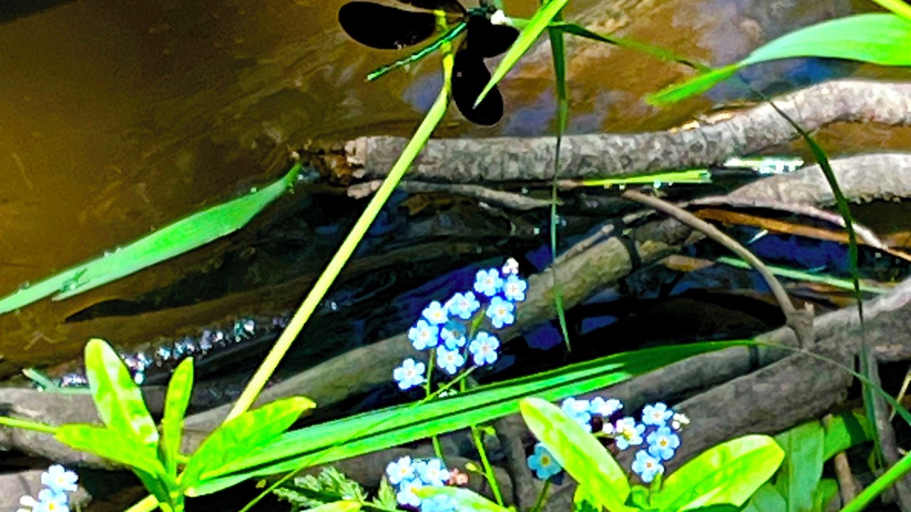 Photo of Outdoor in Kent County