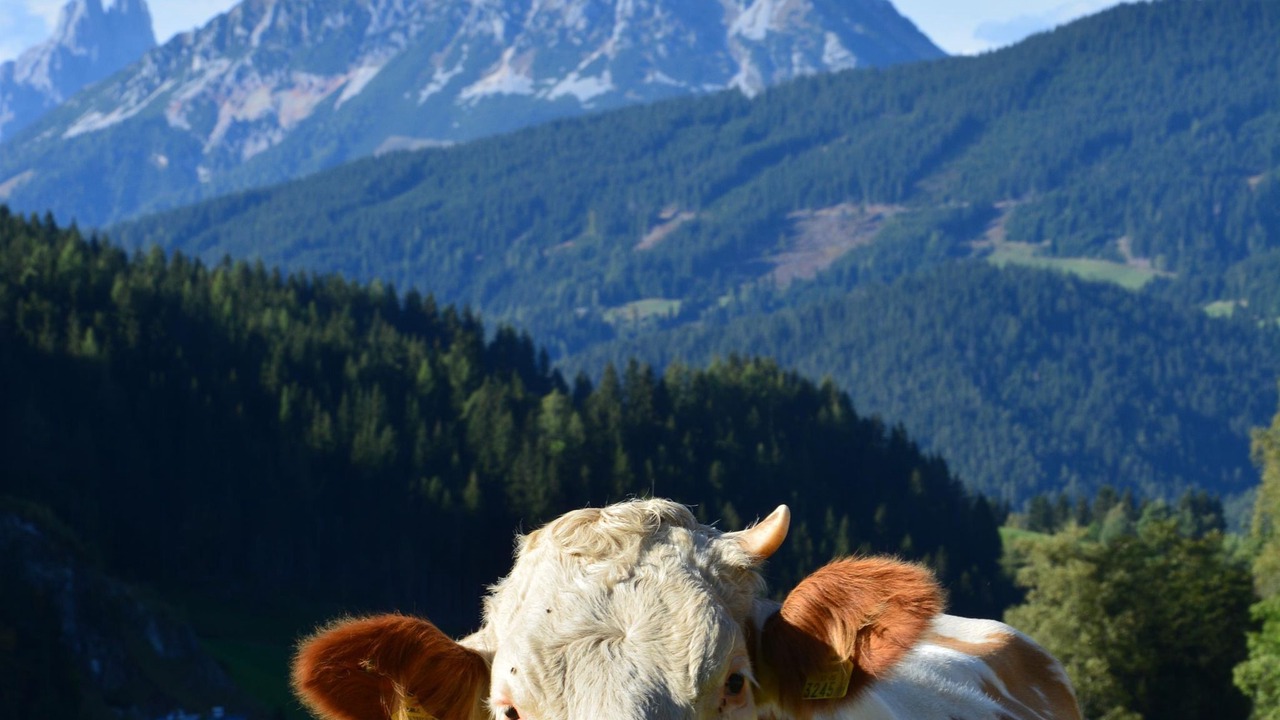 Photo of Outdoor in Pichl-Preunegg