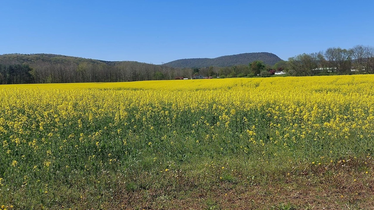 Photo of Outdoor in Bodines