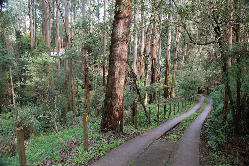 Photo of Outdoor in Mount Dandenong