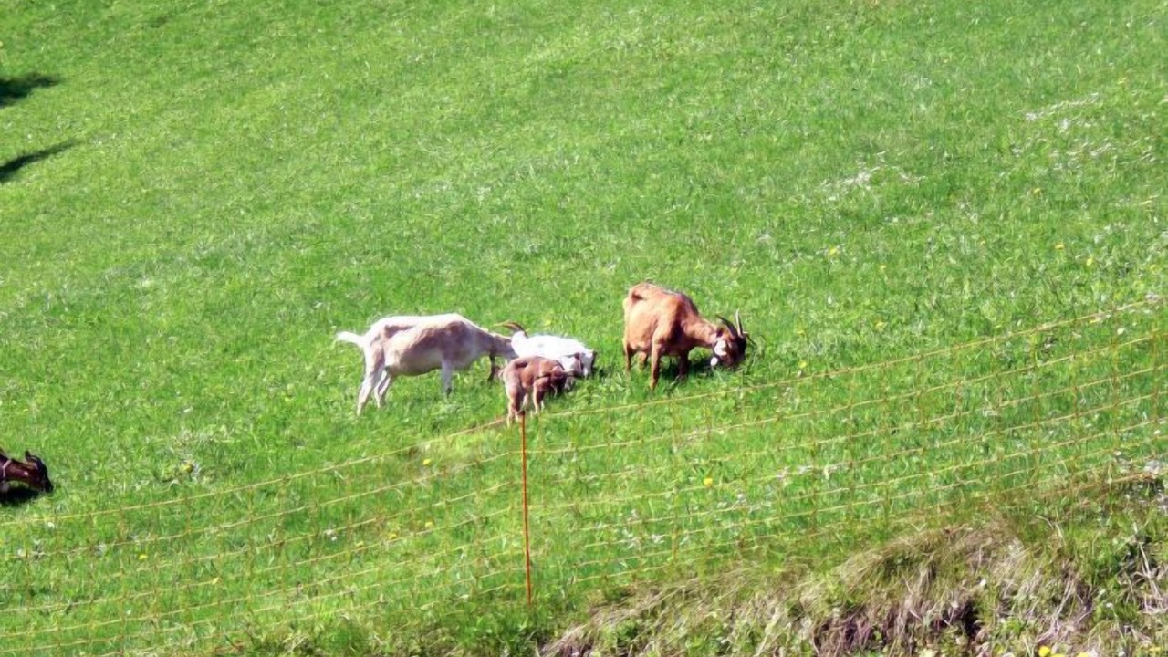 Photo of Outdoor in Hinterzarten