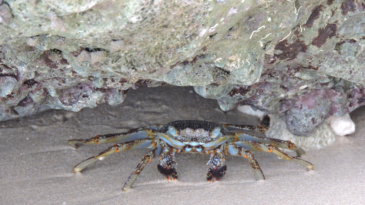 Photo of Outdoor in Merlin Bay