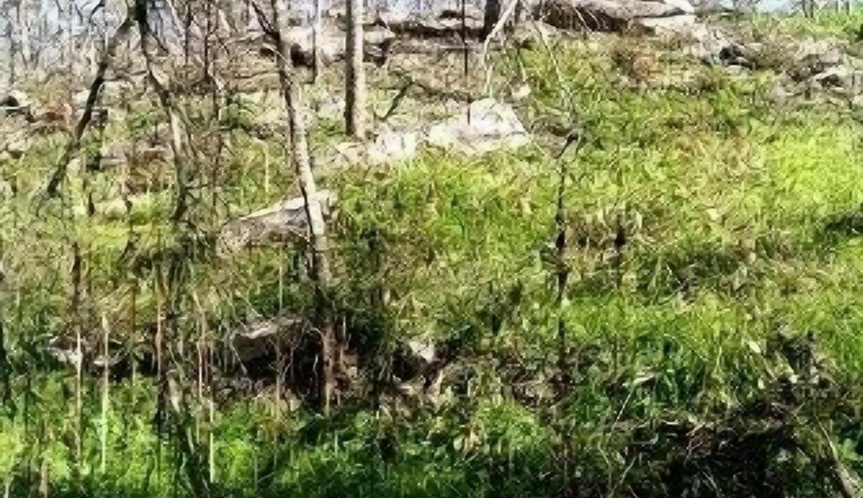 Photo of Outdoor in Comanche