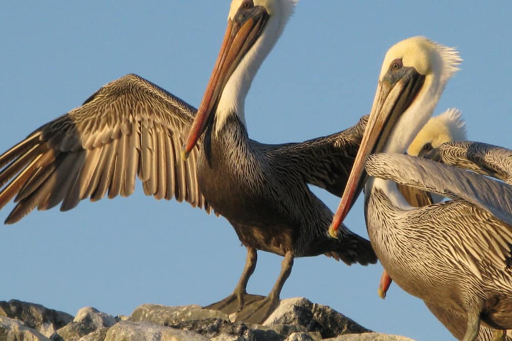Photo of Others in Park Pacifica