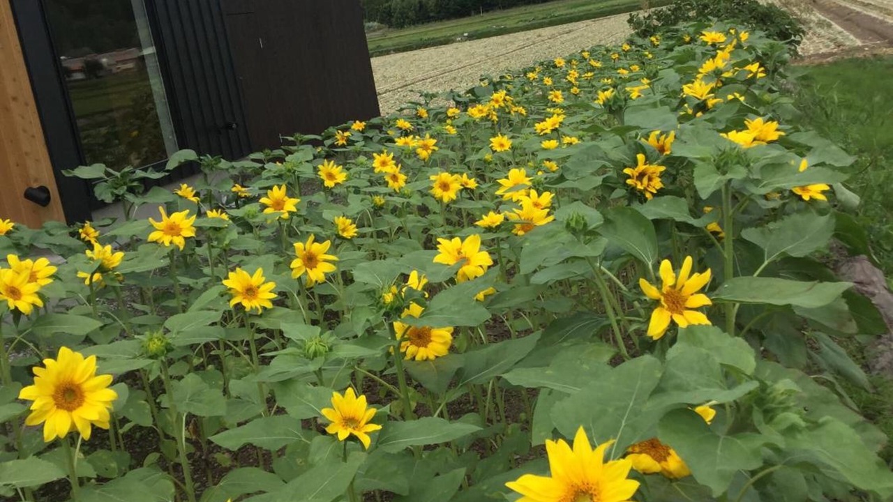 Photo of Outdoor in Nakafurano