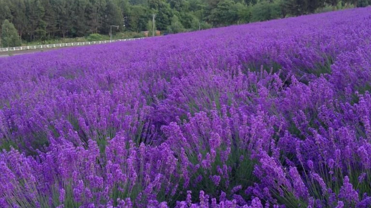 Photo of Outdoor in Nakafurano