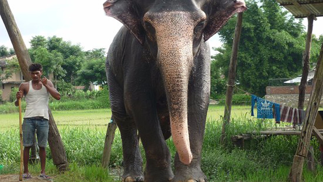 Photo of Others in Sauraha