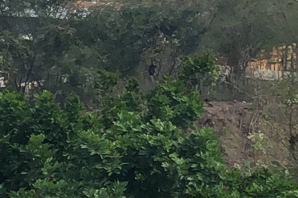 Photo of Others in Bull Bay