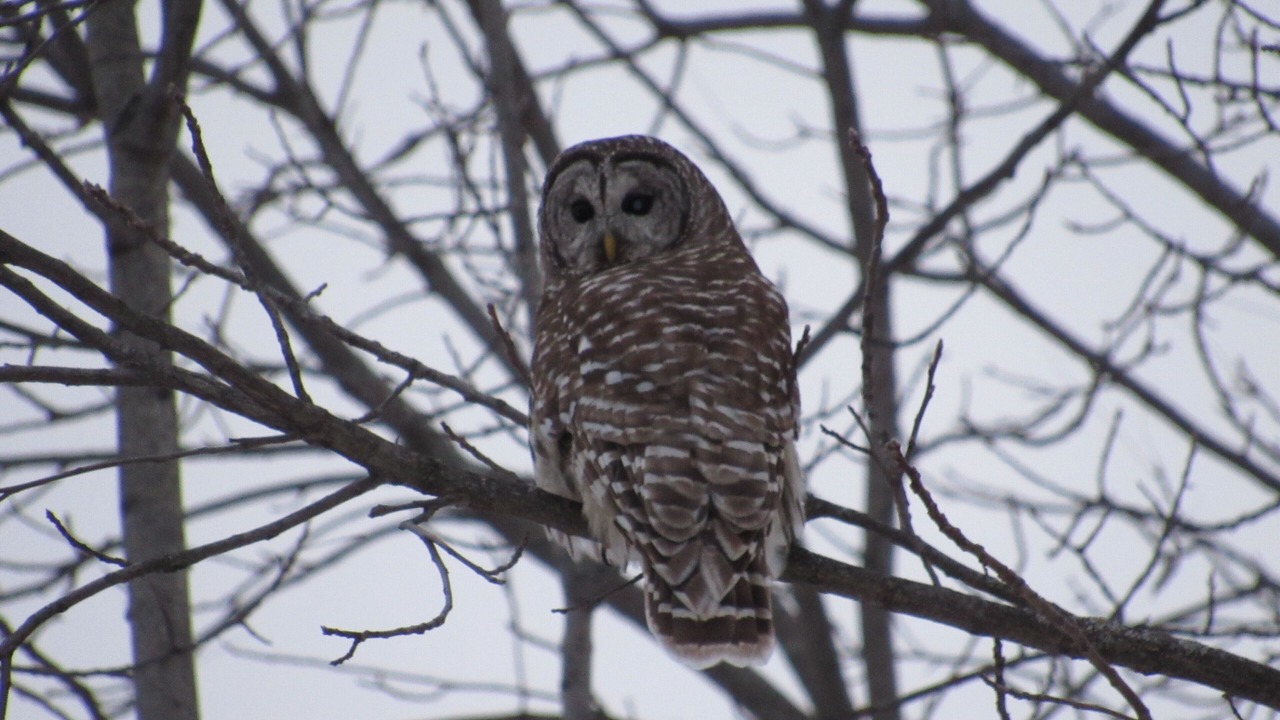 Photo of Others in The Galena Territory