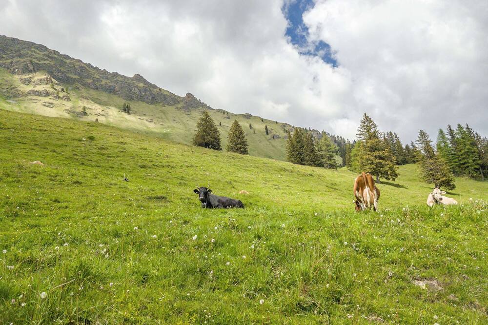 Photo of Outdoor in Tux