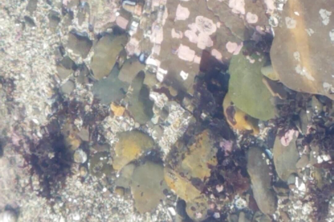 Photo of Others in Moss Beach