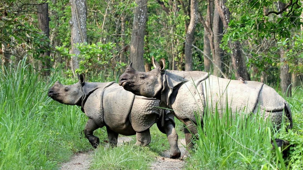 Photo of Others in Sauraha