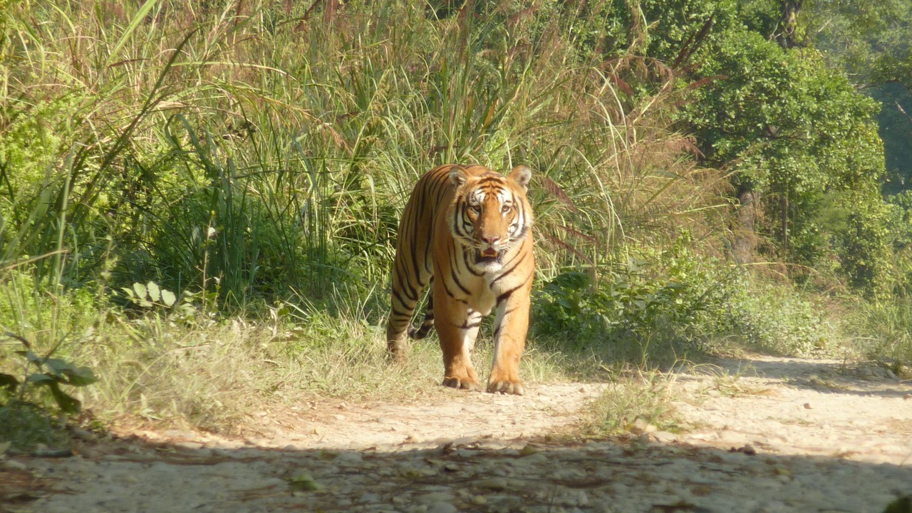 Photo of Others in Sauraha
