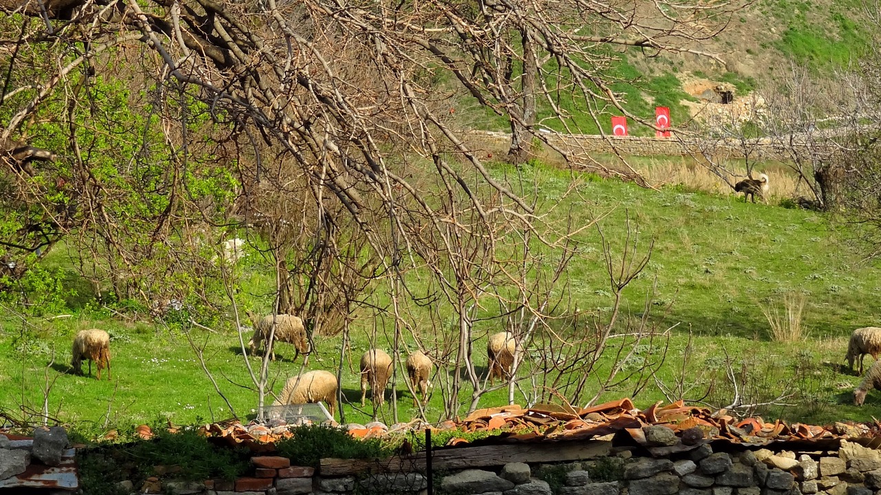Photo of Others in Kilitbahir Koyu