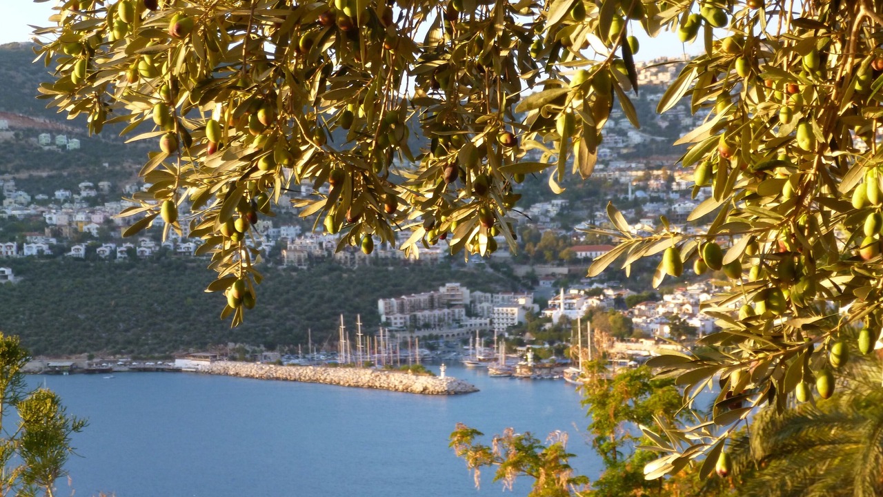 Photo of Others in Olympos