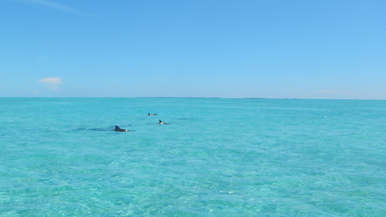 Photo of Others in South Bimini