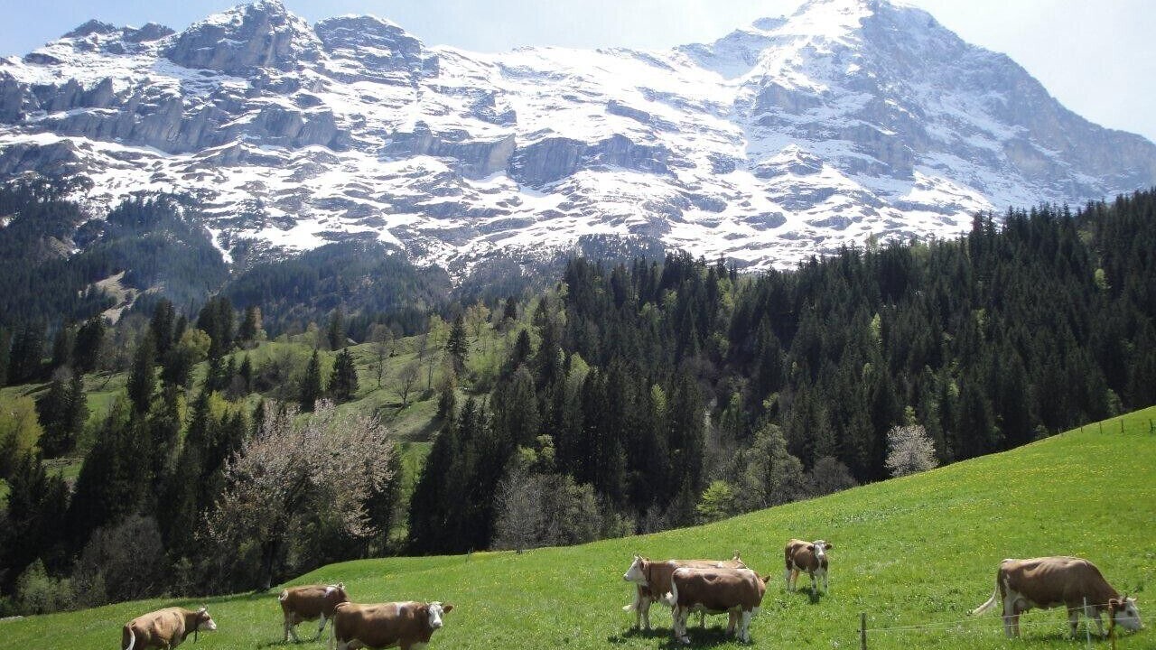 Photo of Outdoor in Grindelwald