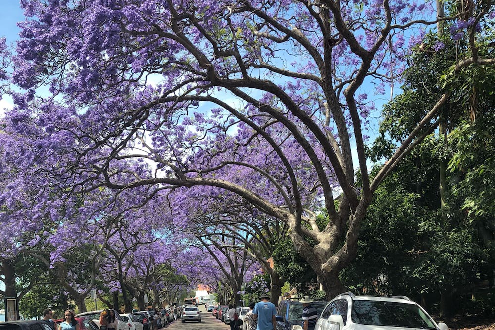 Photo of Others in Kirribilli