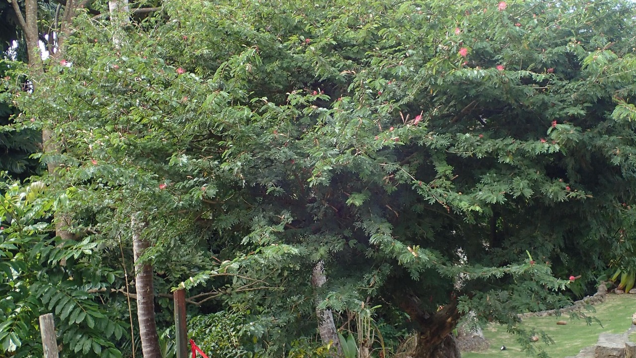 Photo of Outdoor in Apes Hill