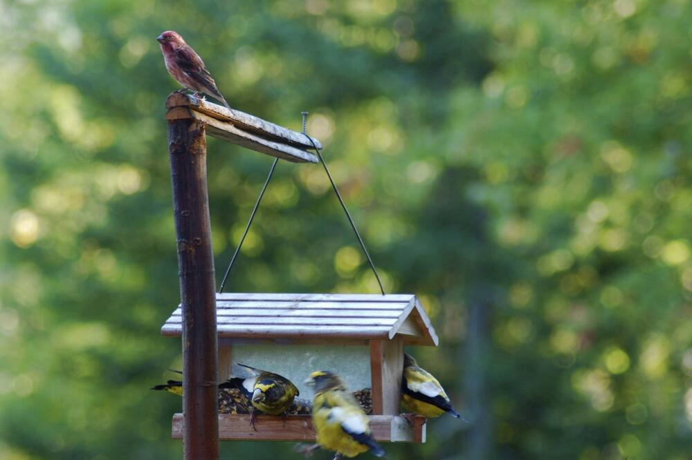 Photo of Others in Woodsville
