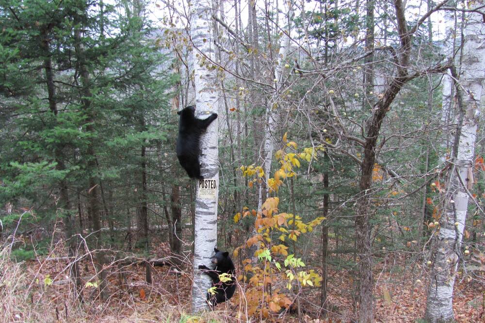Photo of Others in Woodsville