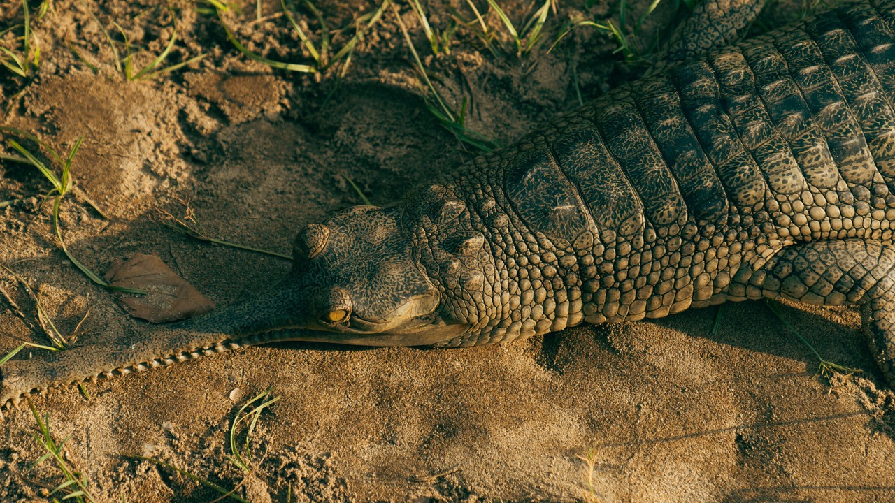 Photo of Others in Bharatpur