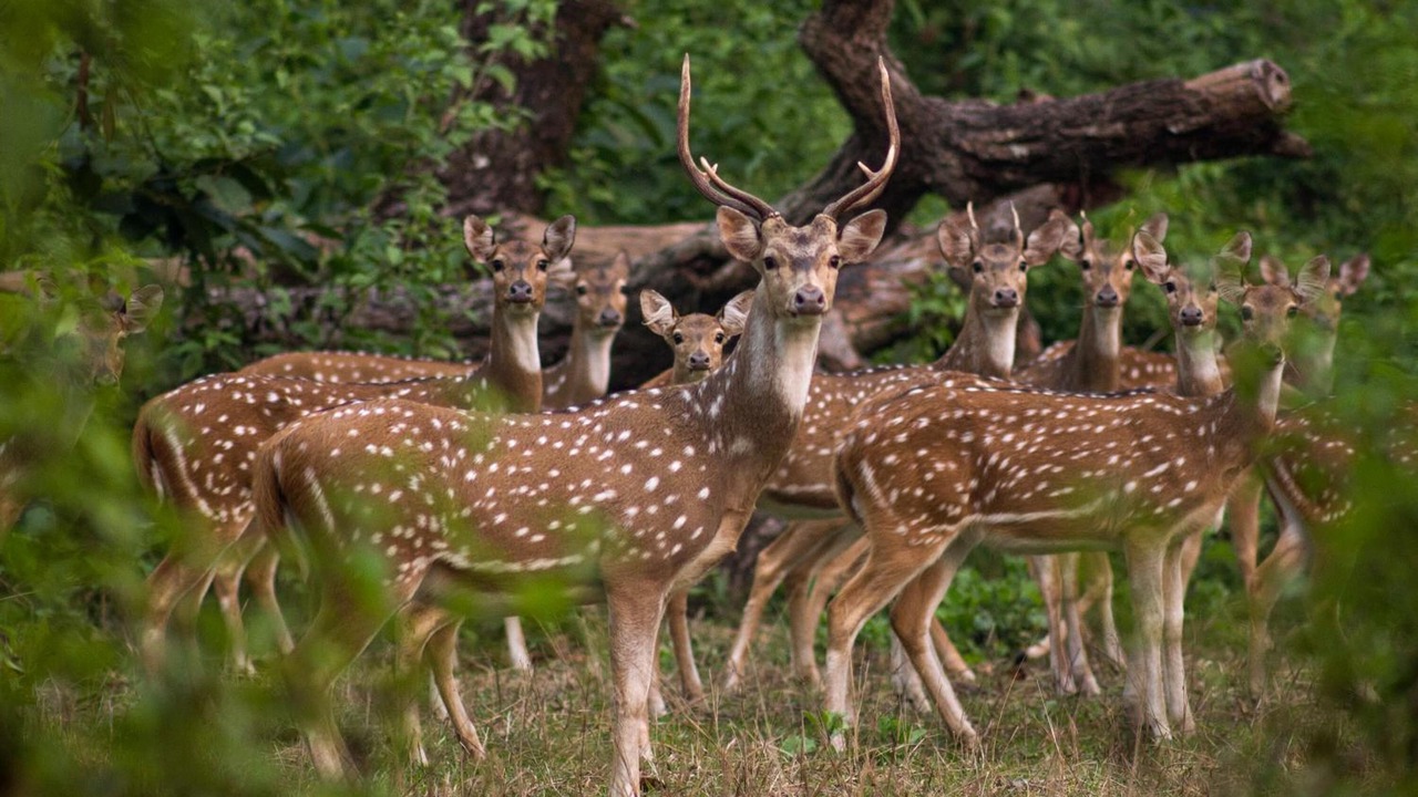 Photo of Outdoor in Sauraha