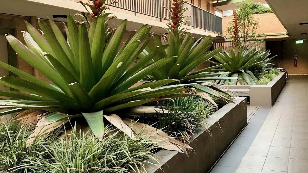 Photo of Outdoor in Chippendale
