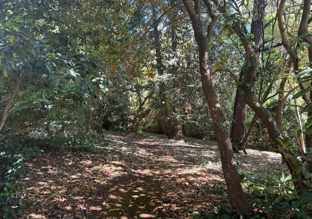 Photo of Outdoor in Mount Dandenong