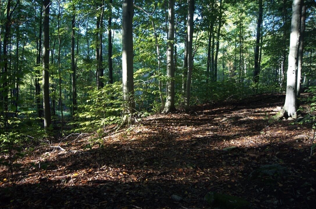 Photo of Others in Bromont