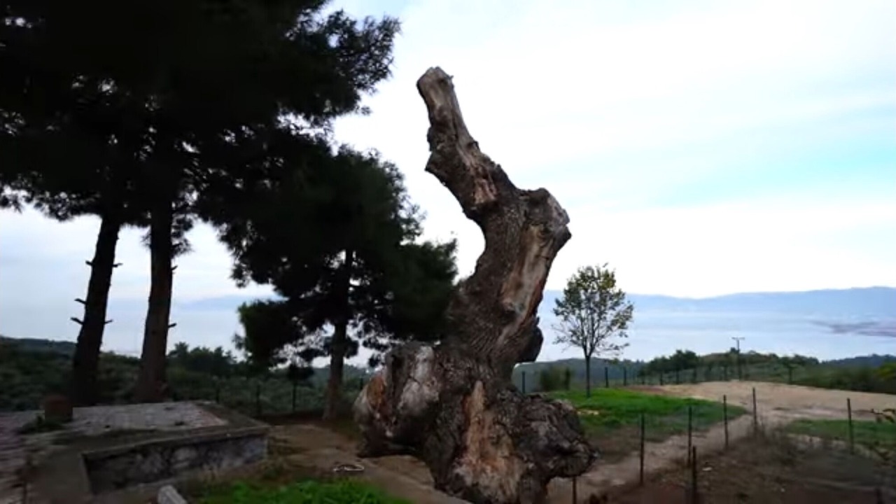 Photo of Outdoor in Gemlik