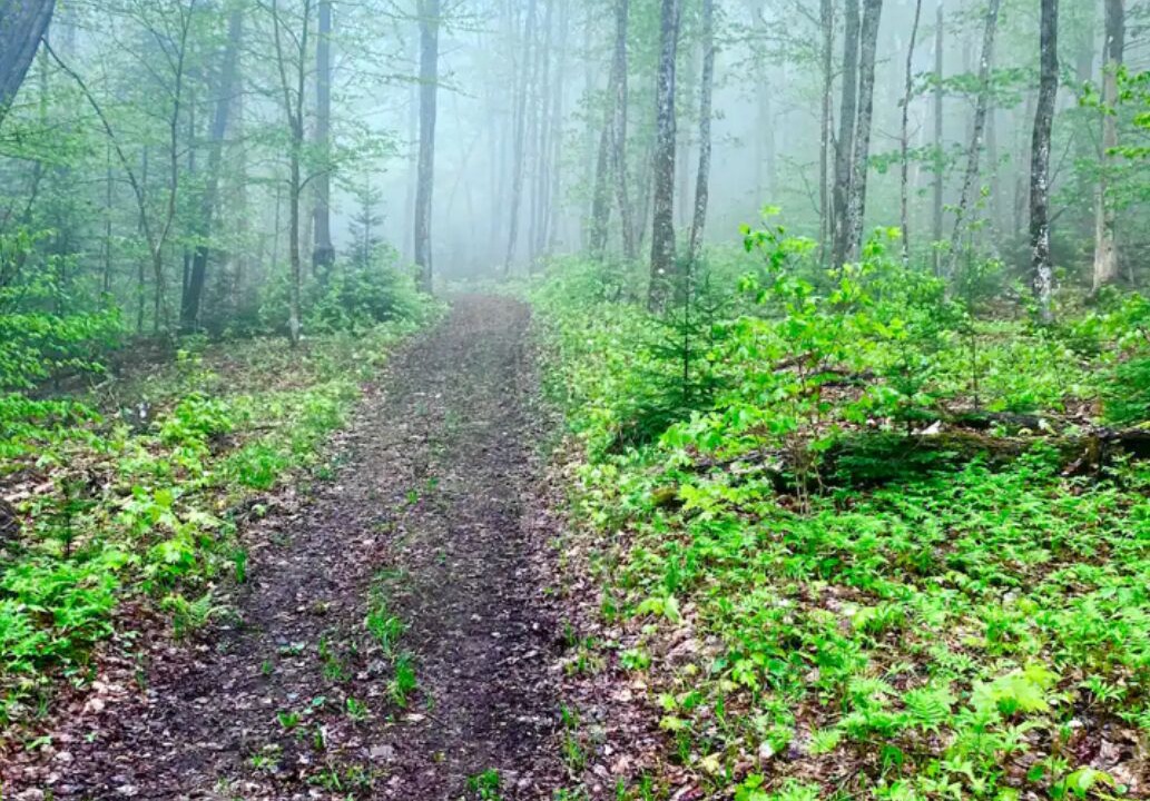 Photo of Outdoor in Walden